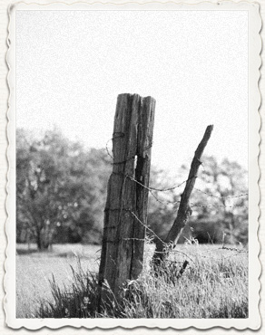 Photo of Barbed Wire